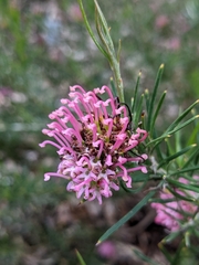 Grevillea confertifolia