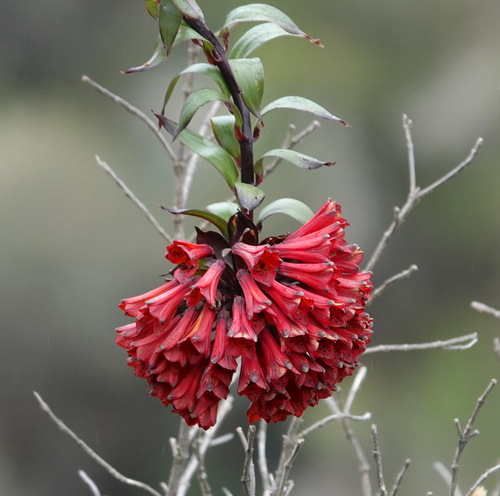 Bomarea formosissima (Bomarea formosissima)
