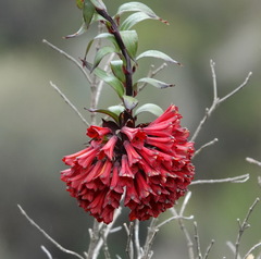 Bomarea formosissima