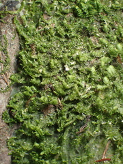 Jungermanniales