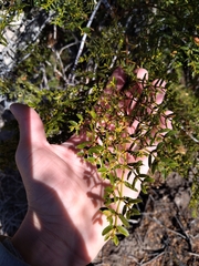 Larrea nitida