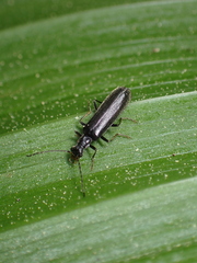 Cantharinae
