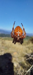 Araneus pallidus