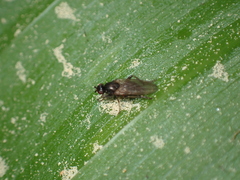 Copromyzinae