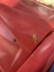 Armillatus