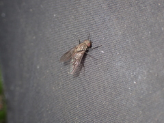 Symphoromyia