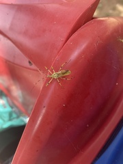 Armillatus