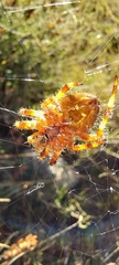 Araneus pallidus