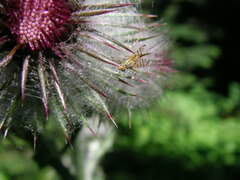 Terellia occidentalis