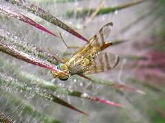 Terellia occidentalis