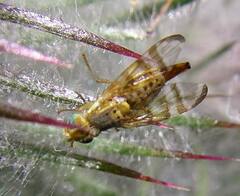 Terellia occidentalis