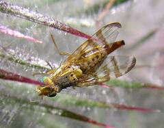 Terellia occidentalis