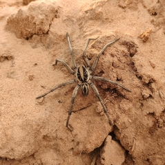 Lycosinae