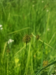 Carex bebbii