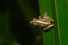 Scinax argyreornatus
