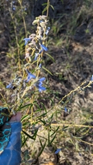Salvia azurea