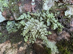 Asplenium montanum