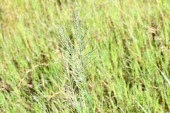 Diplachne fusca