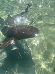 Ginglymostoma cirratum
