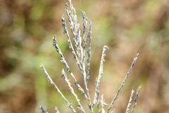 Diplachne fusca