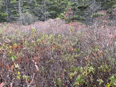 Rhododendron canadense