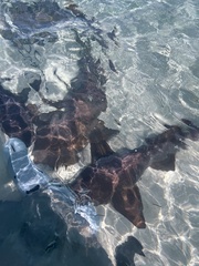 Ginglymostoma cirratum