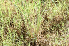 Diplachne fusca