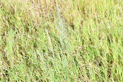 Diplachne fusca
