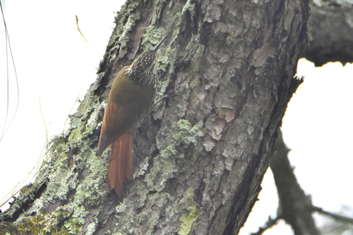 White-striped Woodcreeper (Lepidocolaptes leucogaster), photo 10
