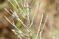 Diplachne fusca