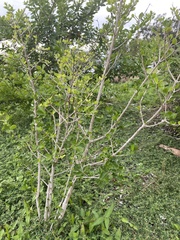 Afrocanthium mundianum