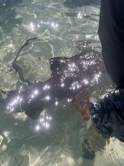 Ginglymostoma cirratum