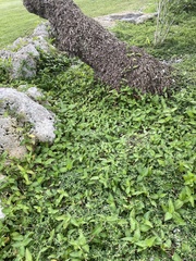 Calyptocarpus vialis