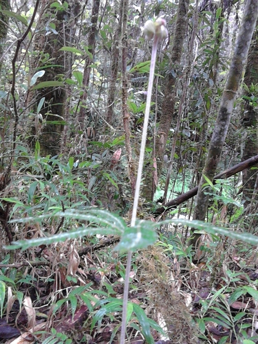 Biophytum aeschynomenifolia