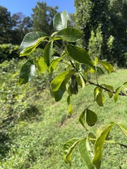 Ptelea trifoliata