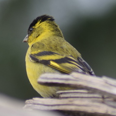 Spinus barbatus