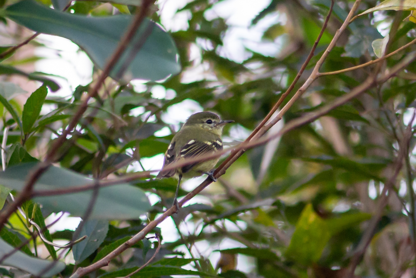 Restinga Tyrannulet (Phylloscartes kronei), photo 7