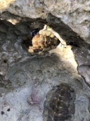 Acanthopleura granulata