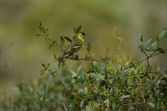 Spinus barbatus