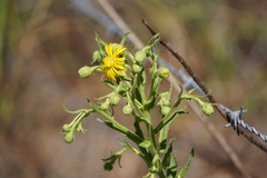 Chrysopsis delaneyi