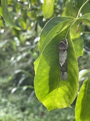 Ptelea trifoliata