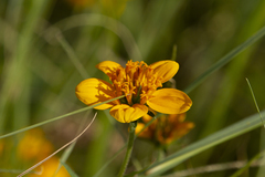 Sclerocarpus uniserialis