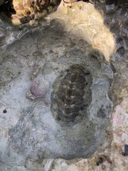 Acanthopleura granulata