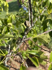 Ptelea trifoliata