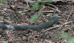 Drymobius margaritiferus