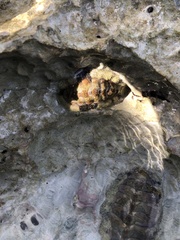 Acanthopleura granulata