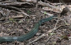 Drymobius margaritiferus