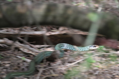 Drymobius margaritiferus