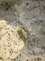 Acanthopleura granulata