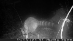 Procyon cancrivorus